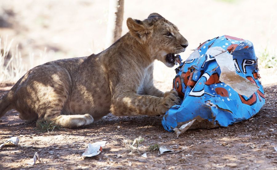 Los cachorros de león Ndidi, Aziza, Zuberi y Kibibi celebran su primer cumpleaños en el Zoológico Werribee Open Range Zoo en Melbourne (Australia). Estos dos machos y dos hembras son la segunda camada que nace en el zoológico y la primera de su madre Nairibi.