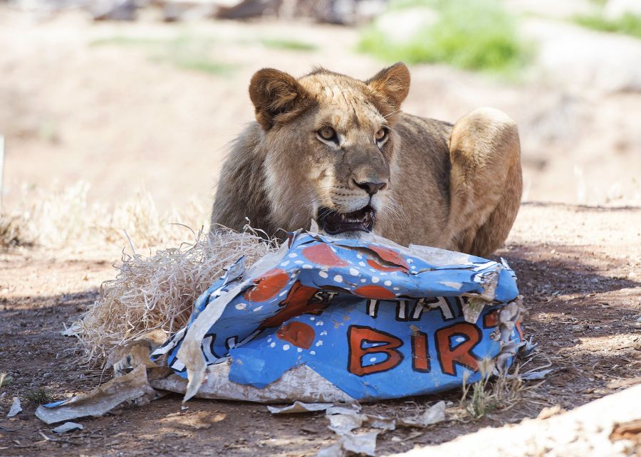 Los cachorros de león Ndidi, Aziza, Zuberi y Kibibi celebran su primer cumpleaños en el Zoológico Werribee Open Range Zoo en Melbourne (Australia). Estos dos machos y dos hembras son la segunda camada que nace en el zoológico y la primera de su madre Nairibi.