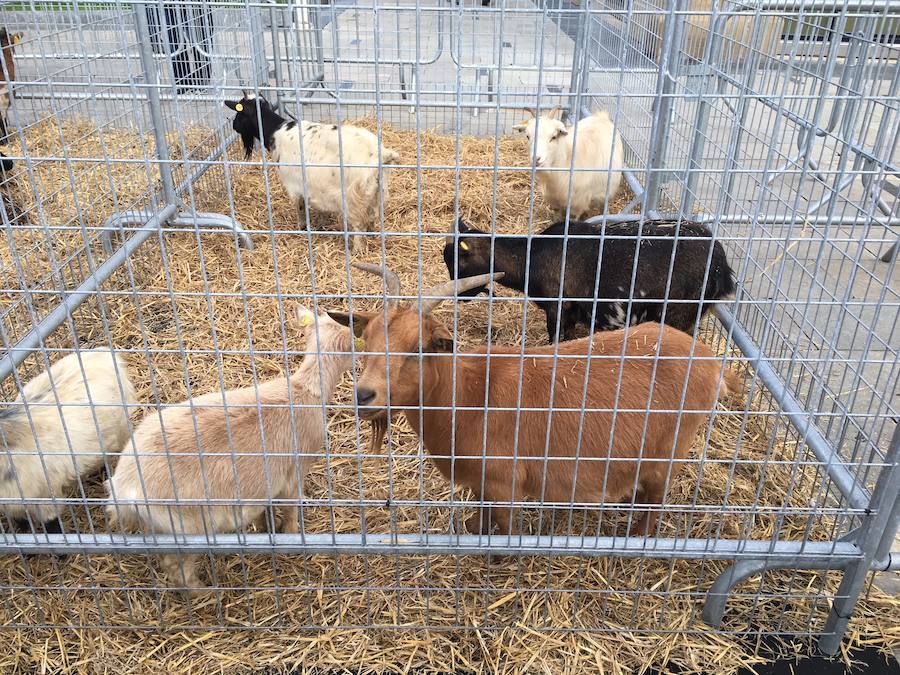 Arranca Santo Tomás y Donostia está lista para recibir a la gente.