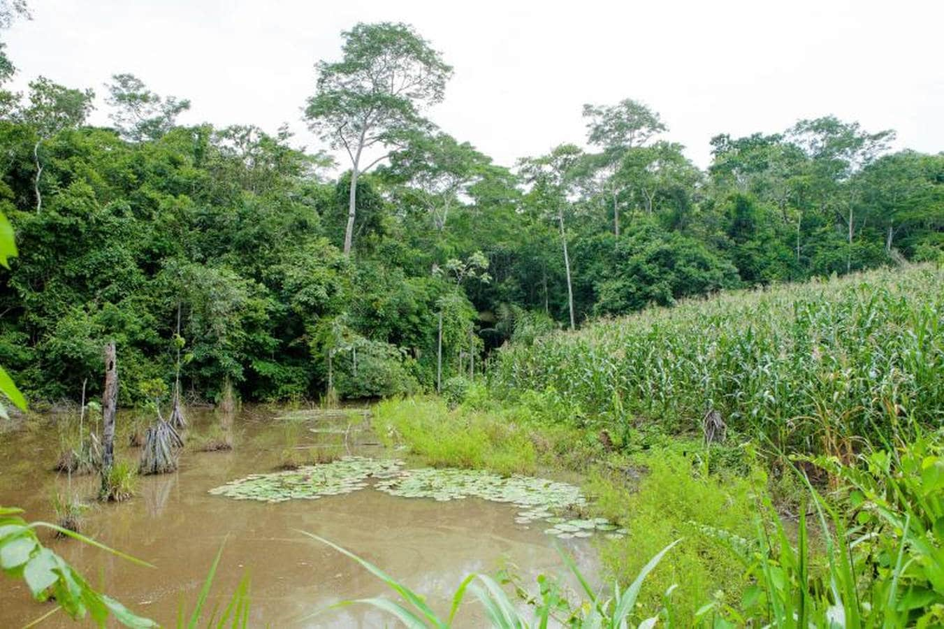 La deforestación, la minería ilegal y los incendios forestales amenazan el proyecto indígena pionero de venta de créditos de carbono en Brasil, una iniciativa que comenzó en 2013 en varias aldeas del pueblo Suruí, en la Amazonía, y fue la primera en acogerse a las normas internacionales.