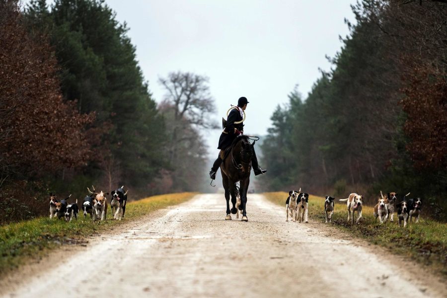 Desde hace un mes, los entusiastas de la caza con perros en Francia están preocupados por los esfuerzos de algunos colectivos para lograr prohibir esta parte del «patrimonio nacional» francés.