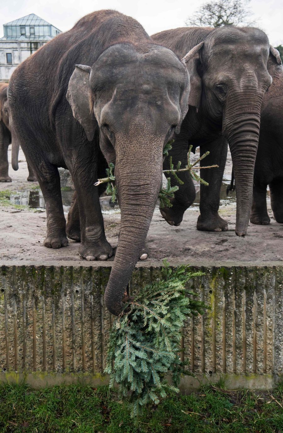 Los árboles de Navidad son aprovechados como comida para animales. Es el caso del zoo de Berlín, que ha facilitado estas preciosas imágenes de sus elefantes jugando y comiendo estos árboles que hace poco decoraban los hogares de los berlineses.