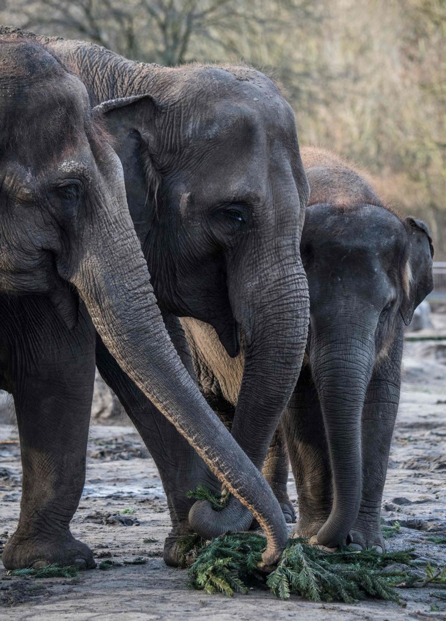 Los árboles de Navidad son aprovechados como comida para animales. Es el caso del zoo de Berlín, que ha facilitado estas preciosas imágenes de sus elefantes jugando y comiendo estos árboles que hace poco decoraban los hogares de los berlineses.