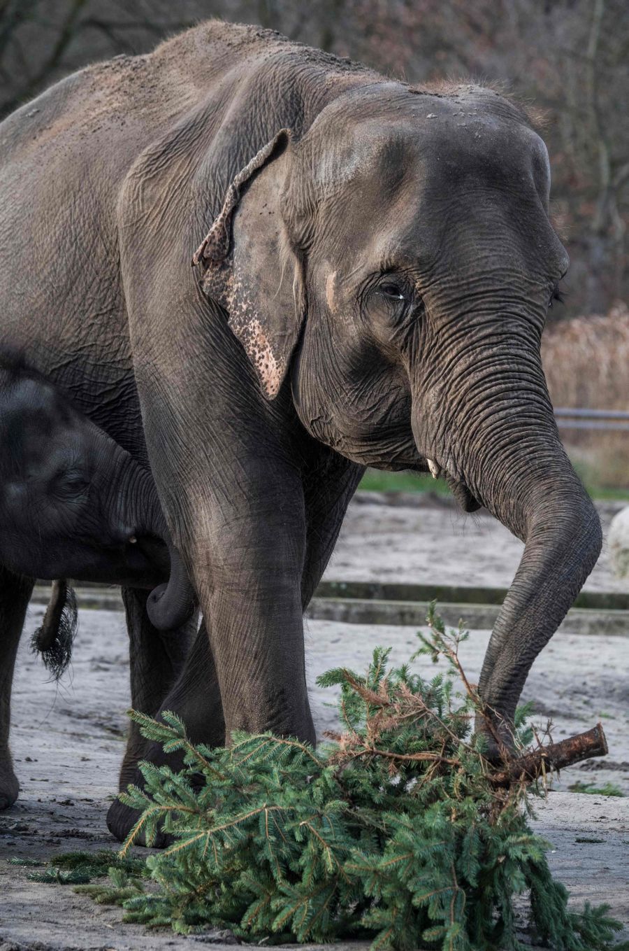 Los árboles de Navidad son aprovechados como comida para animales. Es el caso del zoo de Berlín, que ha facilitado estas preciosas imágenes de sus elefantes jugando y comiendo estos árboles que hace poco decoraban los hogares de los berlineses.