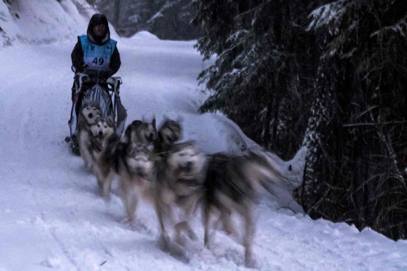 La Grand Odyssee es una carrera internacional de trineos tirados por perros, que discurre a lo largo de 1000 kilómetros entre los alpes suizos y franceses. En la prueba, que tiene una duración de dos semanas, compiten trineos arrastrados por hasta 14 perros de diferentes razas, con experiencia en largas y medias distancias, y se atraviesan más de veinte estaciones de esquí. Un equipo de veterinarios se ocupa de controlar la salud de los animales a lo largo de la competición. Algunos incluso llevan pequeñas botas para proteger sus patas del frío.