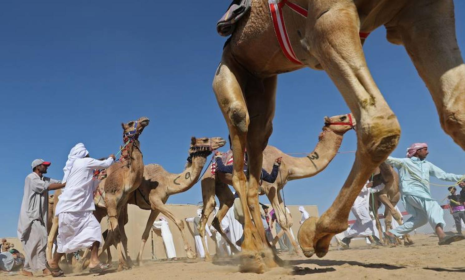 Durante el festival de camellos de Abu Dhabi, se celebra una importante carrera donde los jorobados son los protagonistas del hipódromo de Shweihan en al-Ain.