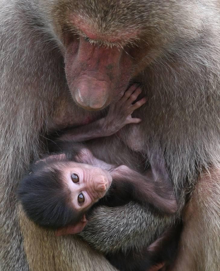 Grace, la madre del pequeño babuino Gana, cuida del recién nacido. El bebé nació el pasado 8 de febrero en el Zoo de Melbourne, Australia.