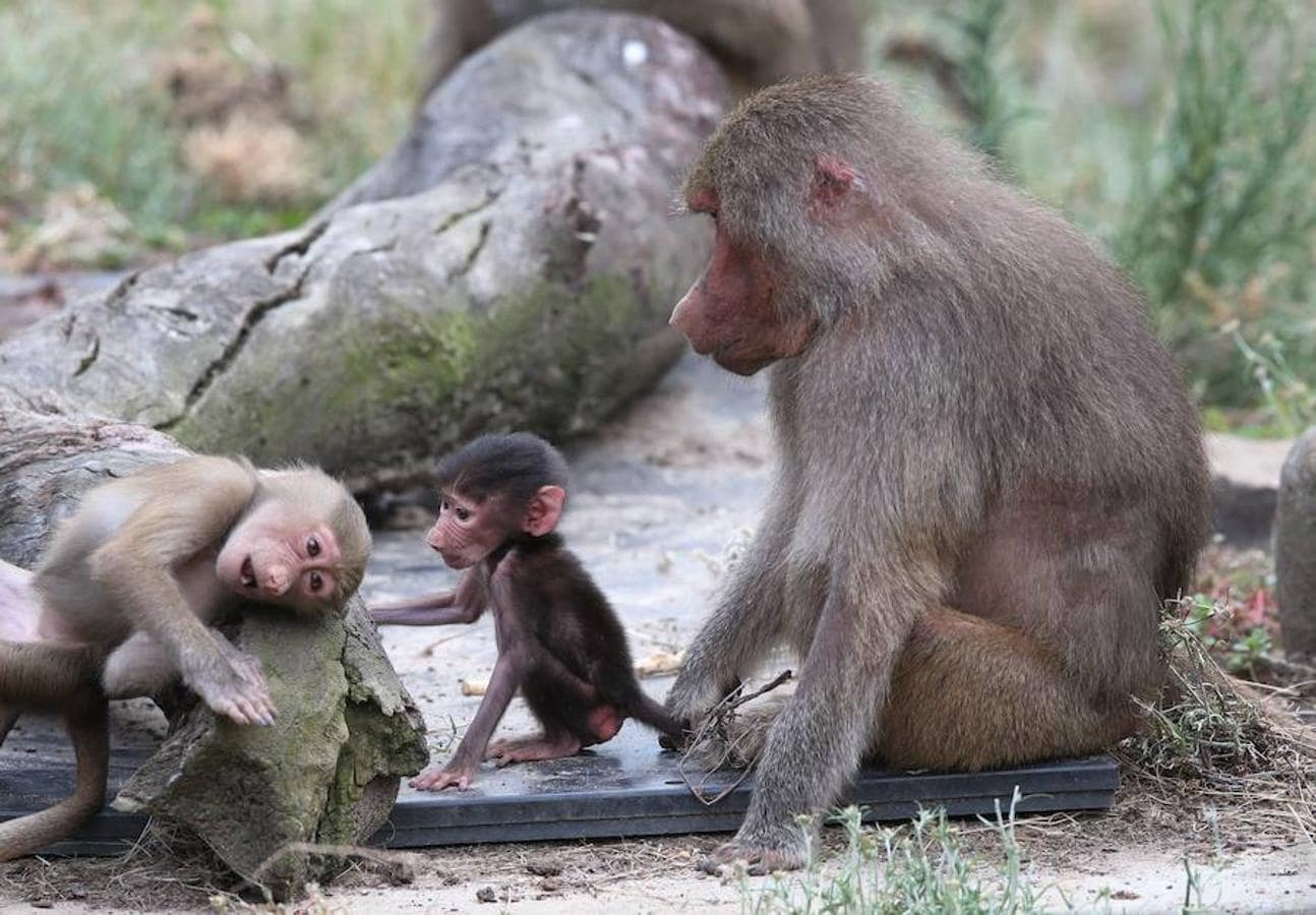 Grace, la madre del pequeño babuino Gana, cuida del recién nacido. El bebé nació el pasado 8 de febrero en el Zoo de Melbourne, Australia.