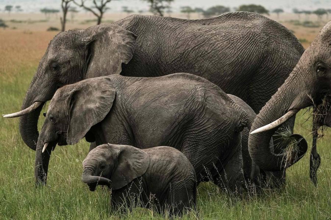 Masái Mara es una reserva natural nacional situada al sudoeste de Kenia, en el condado de Narok. En un área de 1510 metros cuadrados se pueden encontrar un sinfín de especies animales, entre ellos leones, leopardos y elefantes africanos.