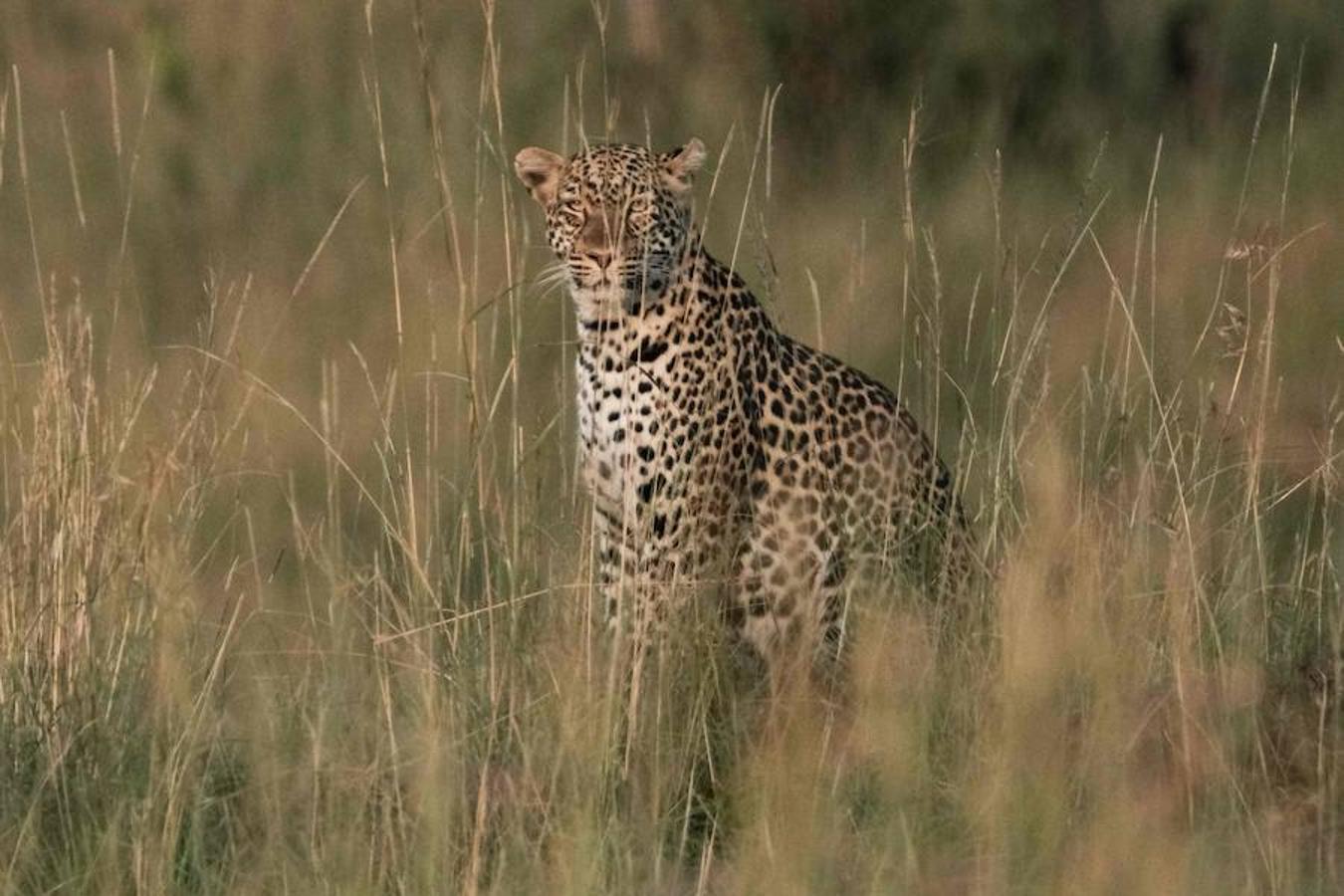 Masái Mara es una reserva natural nacional situada al sudoeste de Kenia, en el condado de Narok. En un área de 1510 metros cuadrados se pueden encontrar un sinfín de especies animales, entre ellos leones, leopardos y elefantes africanos.