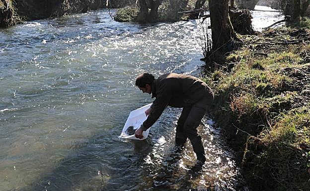 Las angulas incautadas en Barajas. 