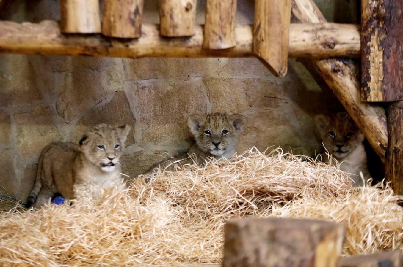 Tres cachorros de león descansan juntos en sus instalaciones del Zoo de la Ciudad de Leningrado en San Petersburgo. El macho y las dos hembras nacieron el pasado 10 de diciembre.