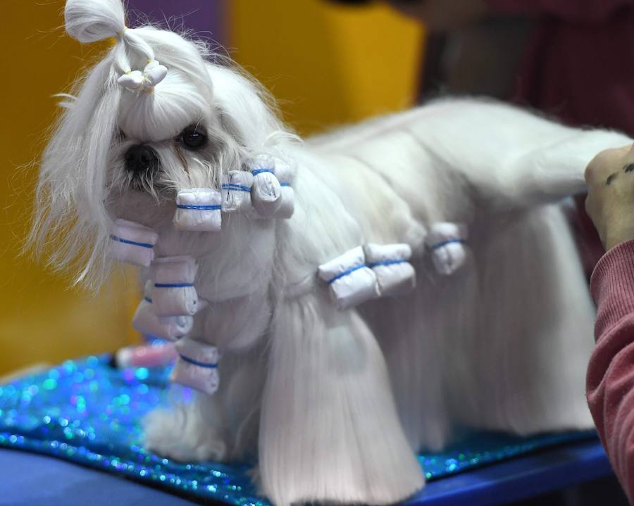 El Bichón Frise Flynn de cinco años ha sido nombrado como 'El mejor del espectáculo' en la 142 edición del 'Westminister Dog Show' en Nueva York. Han sido muchos los dueños que han llevado a sus perros para que participen en este popular certamen.