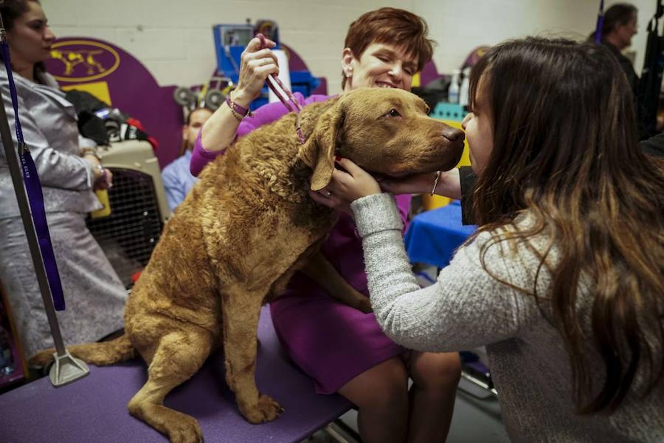 El Bichón Frise Flynn de cinco años ha sido nombrado como 'El mejor del espectáculo' en la 142 edición del 'Westminister Dog Show' en Nueva York. Han sido muchos los dueños que han llevado a sus perros para que participen en este popular certamen.