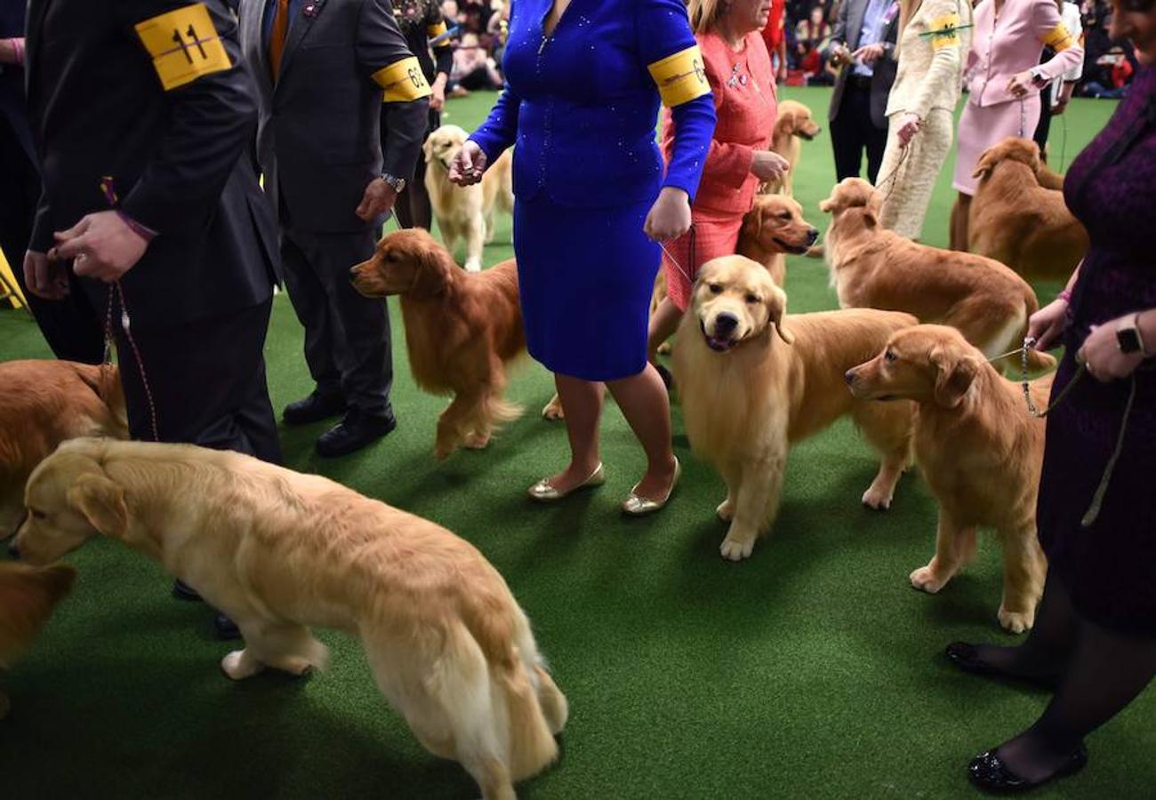 El Bichón Frise Flynn de cinco años ha sido nombrado como 'El mejor del espectáculo' en la 142 edición del 'Westminister Dog Show' en Nueva York. Han sido muchos los dueños que han llevado a sus perros para que participen en este popular certamen.