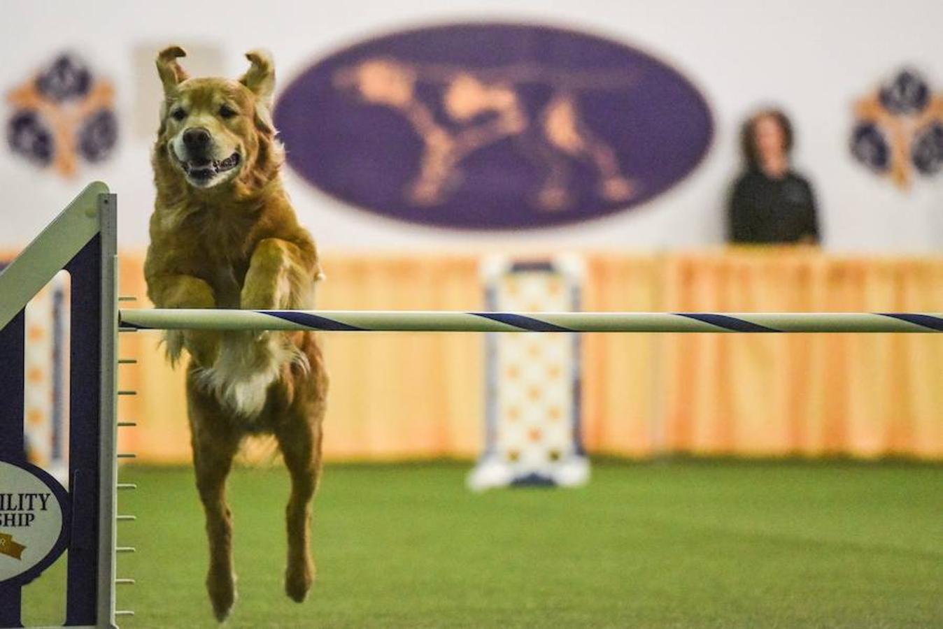 El Bichón Frise Flynn de cinco años ha sido nombrado como 'El mejor del espectáculo' en la 142 edición del 'Westminister Dog Show' en Nueva York. Han sido muchos los dueños que han llevado a sus perros para que participen en este popular certamen.