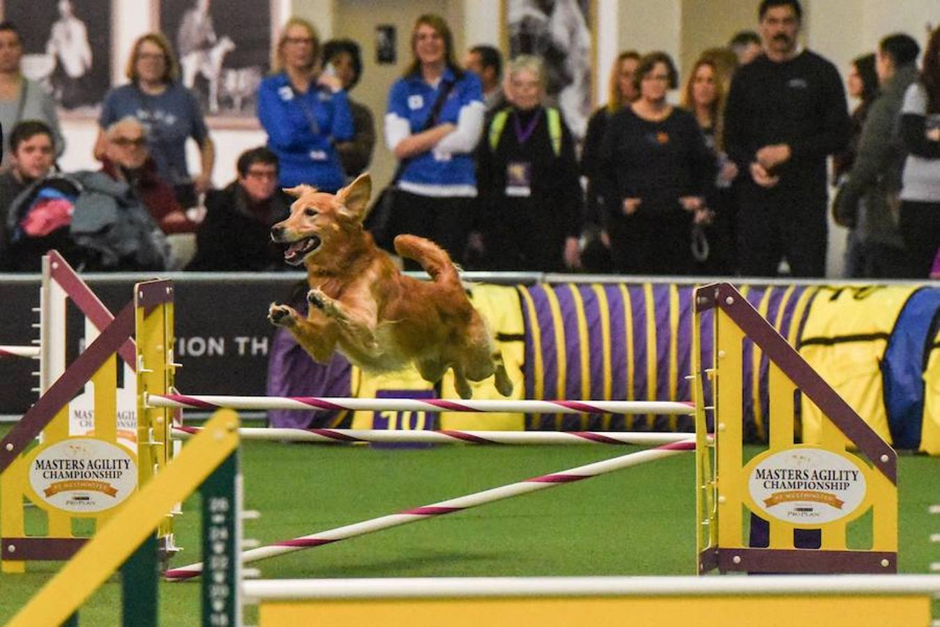 El Bichón Frise Flynn de cinco años ha sido nombrado como 'El mejor del espectáculo' en la 142 edición del 'Westminister Dog Show' en Nueva York. Han sido muchos los dueños que han llevado a sus perros para que participen en este popular certamen.