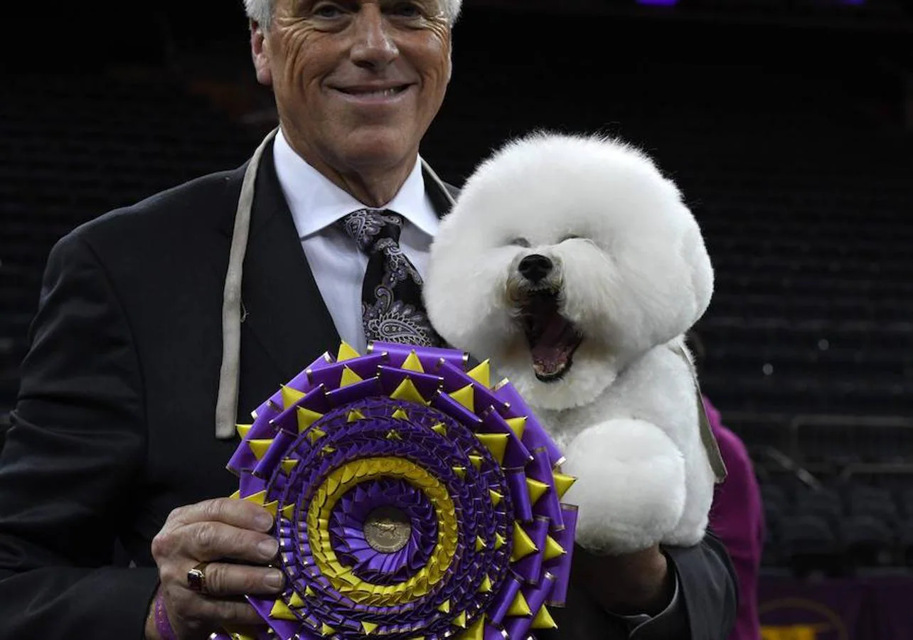 El Bichón Frise Flynn de cinco años ha sido nombrado como 'El mejor del espectáculo' en la 142 edición del 'Westminister Dog Show' en Nueva York. Han sido muchos los dueños que han llevado a sus perros para que participen en este popular certamen.