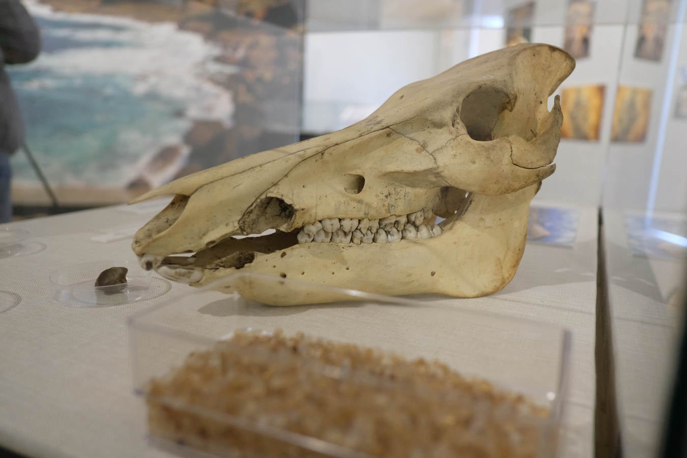 La Sociedad de Ciencias Aranzadi muestra en Hondarribia los hallazgos aparecidos en el monte Jaizkibel, de 8.000 años de antiguedad.