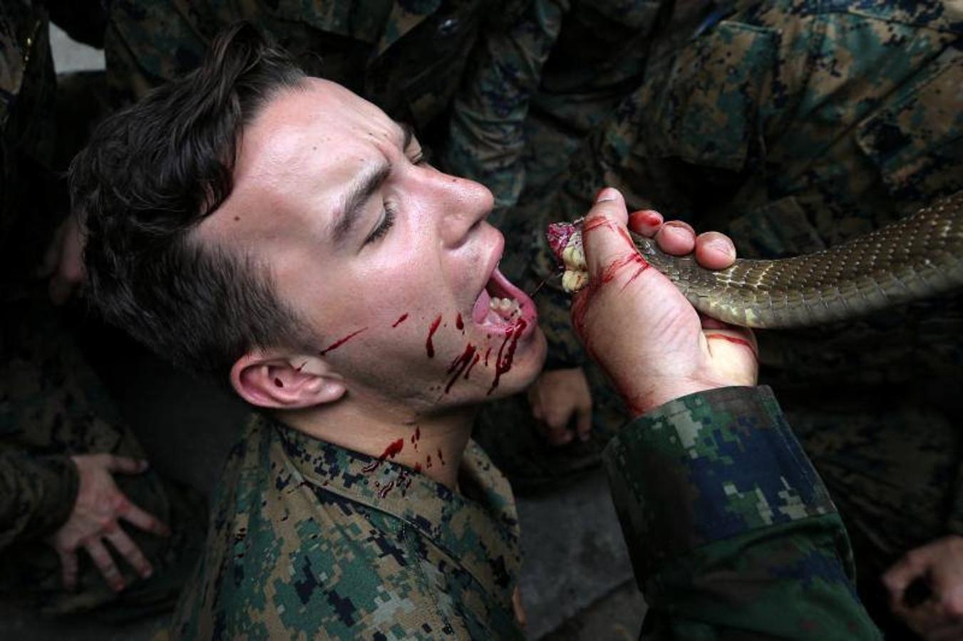 Marines estadounidenses beben la sangre de una cobra ofrecida por un instructor de la Marina tailandesa durante un entrenamiento de supervivencia en la jungla como parte de las maniobras militares conjuntas multinacionales Cobra Gold 2018 en un campamento militar tailandés en el distrito de Sattahip, provincia de Chonburi (Tailandia).