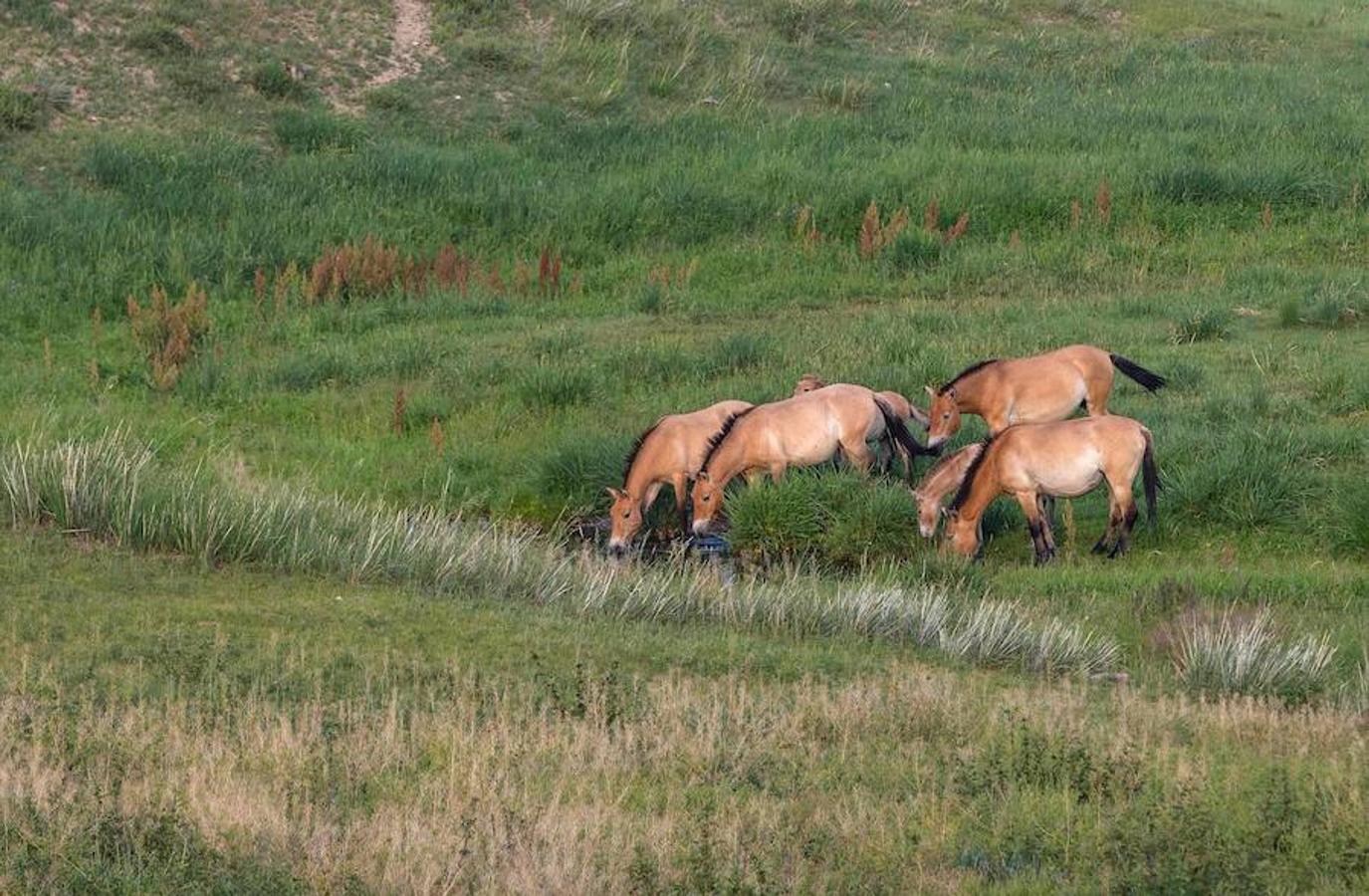 En los campos de la República Checa, los caballos ayudan a hacer aún más bellos los paisajes.