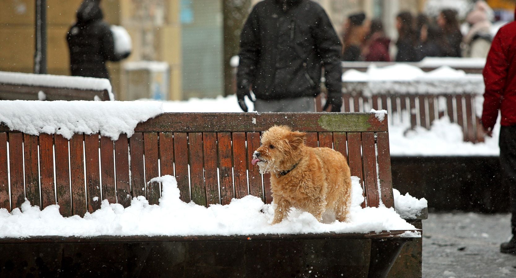 Fotos: Errenteria bajo la nieve