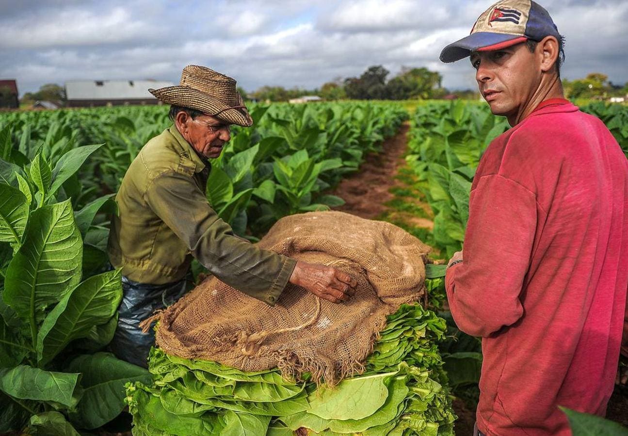 El ocre, el verde y el azul son los colores de la provincia de Pinar del Río, principal productora de tabaco de Cuba, situada en el extremo más occidental de la isla. La región, que goza de un clima y una temperatura que la convierten en un lugar privilegiado para el cultivo del tabaco de mayor calidad, se ha visto afectada en los últimos meses por intensas lluvias, que han dañado el 70 por ciento de las plantaciones de caña y obligado a los productores de tabaco a extender su siembra hasta finales de febrero. A pesar de las dificultades, los vegueros esperan entregar este año más de 32.000 toneladas de hojas a la industria de cigarros y habanos, una producción que ocupa el cuarto puesto en el conjunto del PIB cubano.