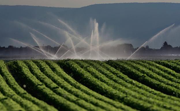 Riego de un campo de cultivo en Mutterstatd (Alemania).