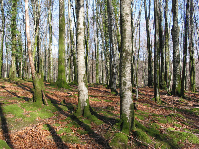 Auténtico oasis de bosques donde el silencio llega a ser denso como la niebla de la mañana, Artikutza es una magnífica reserva natural protegida por montes por los cuatro costados