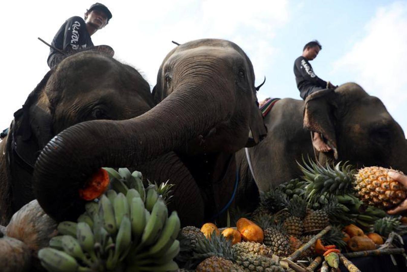 La gente alimenta a los elefantes antes de un partido en el Torneo de Polo de Elefante de la Copa del Rey en un resort ribereño en Bangkok