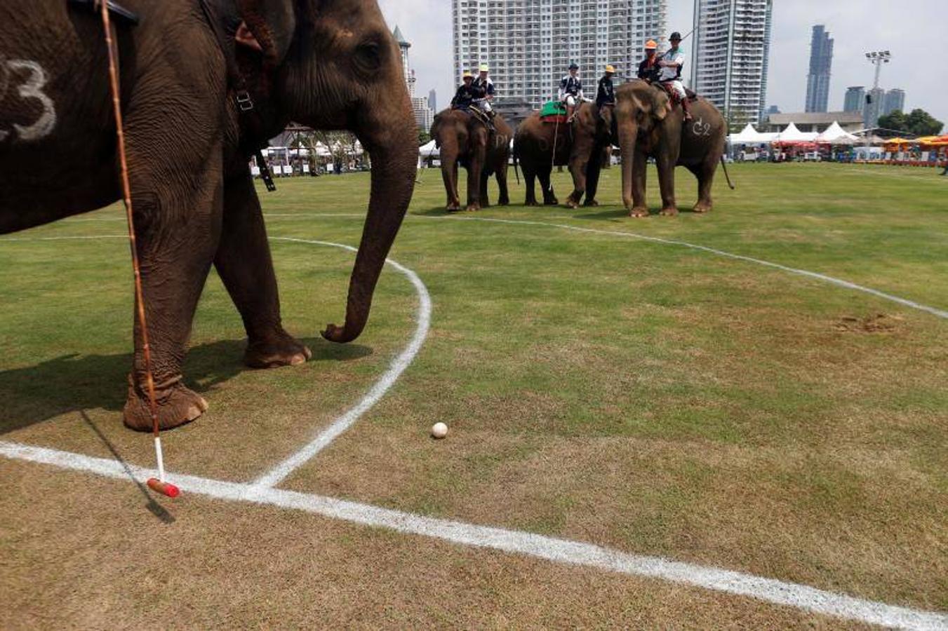 La gente alimenta a los elefantes antes de un partido en el Torneo de Polo de Elefante de la Copa del Rey en un resort ribereño en Bangkok