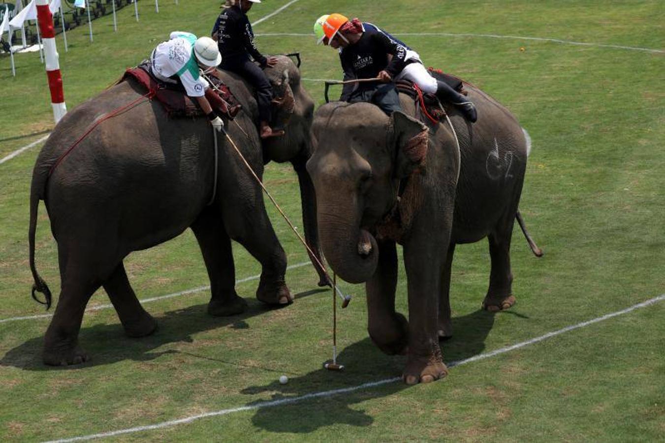 La gente alimenta a los elefantes antes de un partido en el Torneo de Polo de Elefante de la Copa del Rey en un resort ribereño en Bangkok