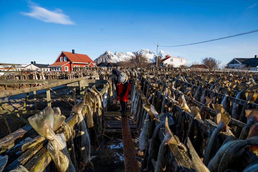 Los pescadores de Henningsvaer, al norte de Noruega, dentro del Círculo Polar Ártico, se jactan de pescar uno de los bacalaos más preciados. Tras pescarlos los cuelgan de altas mesas de madera para dejarlos secar al aire libre durante seis meses.