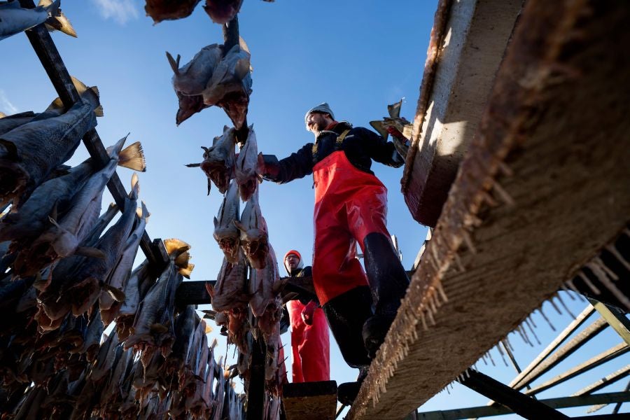 Los pescadores de Henningsvaer, al norte de Noruega, dentro del Círculo Polar Ártico, se jactan de pescar uno de los bacalaos más preciados. Tras pescarlos los cuelgan de altas mesas de madera para dejarlos secar al aire libre durante seis meses.