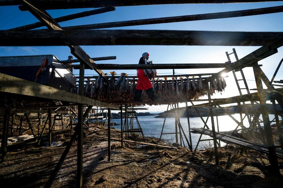 Los pescadores de Henningsvaer, al norte de Noruega, dentro del Círculo Polar Ártico, se jactan de pescar uno de los bacalaos más preciados. Tras pescarlos los cuelgan de altas mesas de madera para dejarlos secar al aire libre durante seis meses.