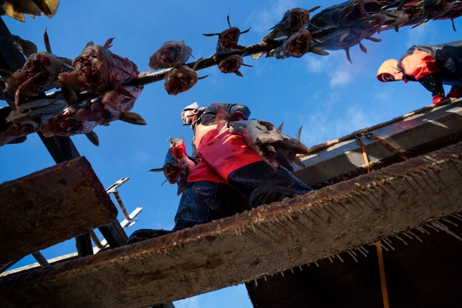 Los pescadores de Henningsvaer, al norte de Noruega, dentro del Círculo Polar Ártico, se jactan de pescar uno de los bacalaos más preciados. Tras pescarlos los cuelgan de altas mesas de madera para dejarlos secar al aire libre durante seis meses.