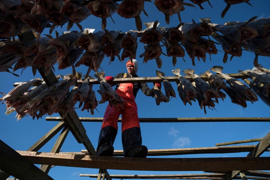 Los pescadores de Henningsvaer, al norte de Noruega, dentro del Círculo Polar Ártico, se jactan de pescar uno de los bacalaos más preciados. Tras pescarlos los cuelgan de altas mesas de madera para dejarlos secar al aire libre durante seis meses.