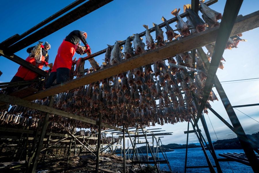 Los pescadores de Henningsvaer, al norte de Noruega, dentro del Círculo Polar Ártico, se jactan de pescar uno de los bacalaos más preciados. Tras pescarlos los cuelgan de altas mesas de madera para dejarlos secar al aire libre durante seis meses.