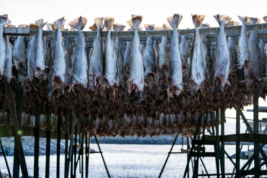 Los pescadores de Henningsvaer, al norte de Noruega, dentro del Círculo Polar Ártico, se jactan de pescar uno de los bacalaos más preciados. Tras pescarlos los cuelgan de altas mesas de madera para dejarlos secar al aire libre durante seis meses.