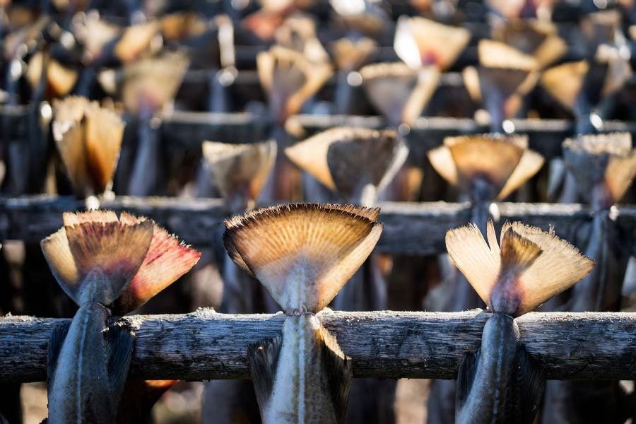 Los pescadores de Henningsvaer, al norte de Noruega, dentro del Círculo Polar Ártico, se jactan de pescar uno de los bacalaos más preciados. Tras pescarlos los cuelgan de altas mesas de madera para dejarlos secar al aire libre durante seis meses.