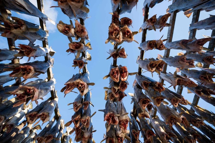 Los pescadores de Henningsvaer, al norte de Noruega, dentro del Círculo Polar Ártico, se jactan de pescar uno de los bacalaos más preciados. Tras pescarlos los cuelgan de altas mesas de madera para dejarlos secar al aire libre durante seis meses.