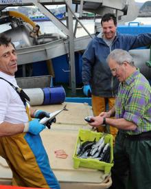 Imagen secundaria 2 - Descarga de verdel en el puerto de Getaria.