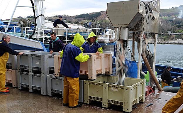 Imagen principal - Descarga de verdel en el puerto de Getaria.