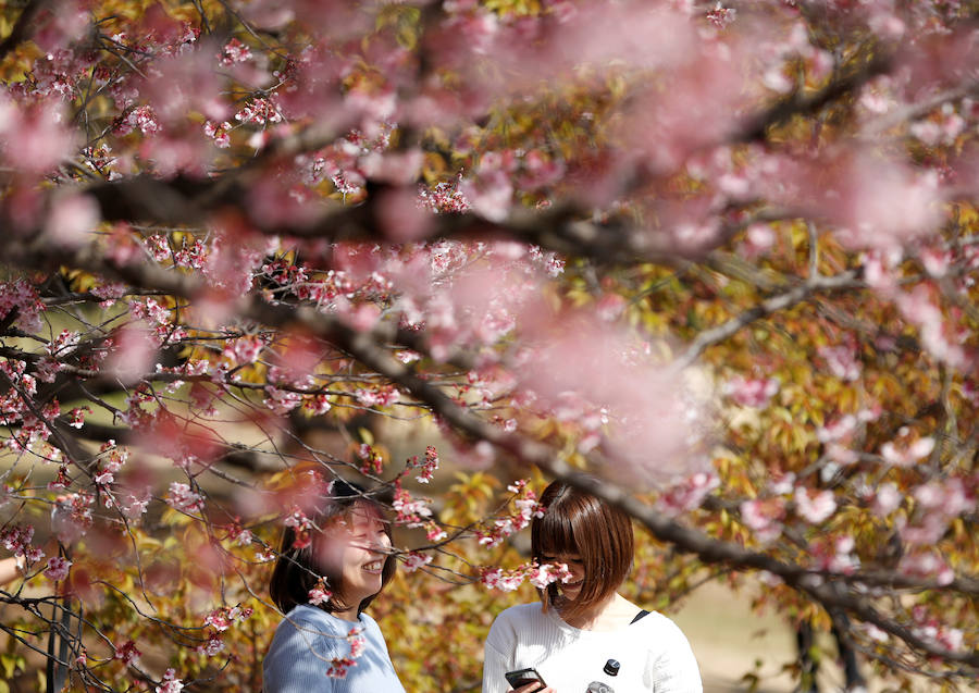 La primavera ha llevado a Tokio y Taiwan con los cerezos en flor, que originan bellas estampas.. 
