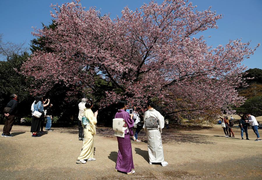 La primavera ha llevado a Tokio y Taiwan con los cerezos en flor, que originan bellas estampas.. 