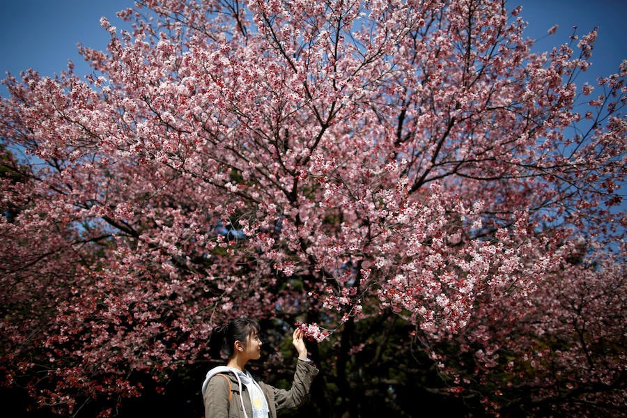 La primavera ha llevado a Tokio y Taiwan con los cerezos en flor, que originan bellas estampas.. 