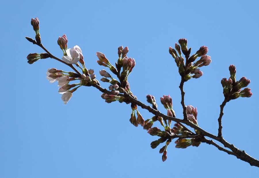 La primavera ha llevado a Tokio y Taiwan con los cerezos en flor, que originan bellas estampas.. 