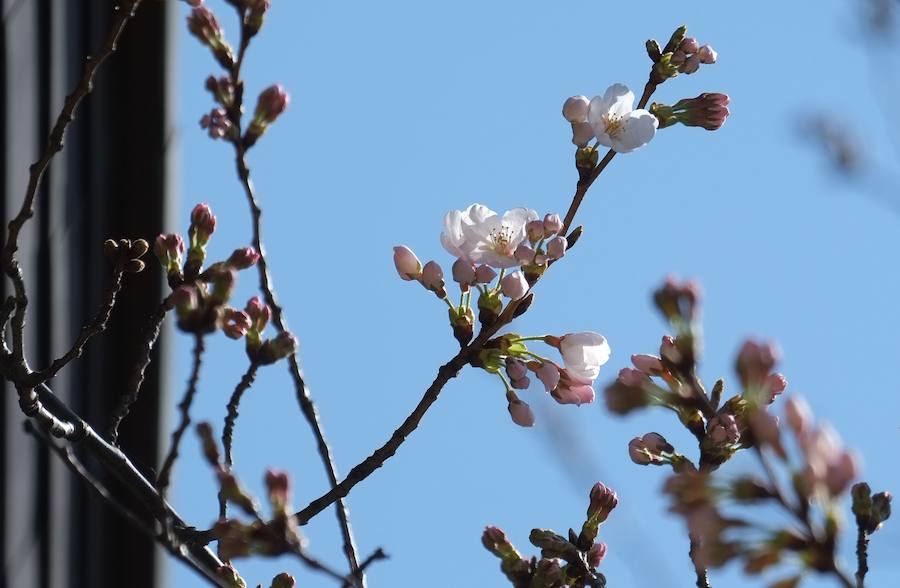 La primavera ha llevado a Tokio y Taiwan con los cerezos en flor, que originan bellas estampas.. 