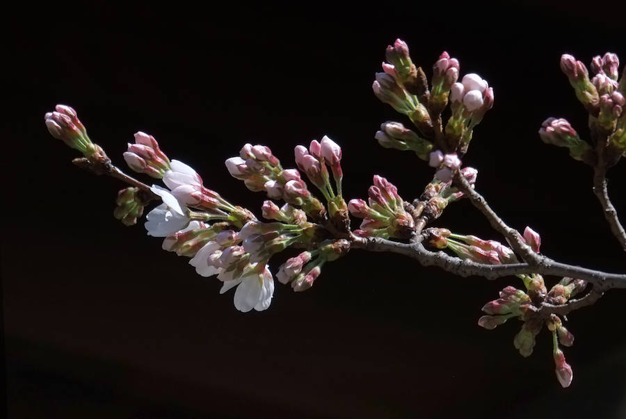 La primavera ha llevado a Tokio y Taiwan con los cerezos en flor, que originan bellas estampas.. 