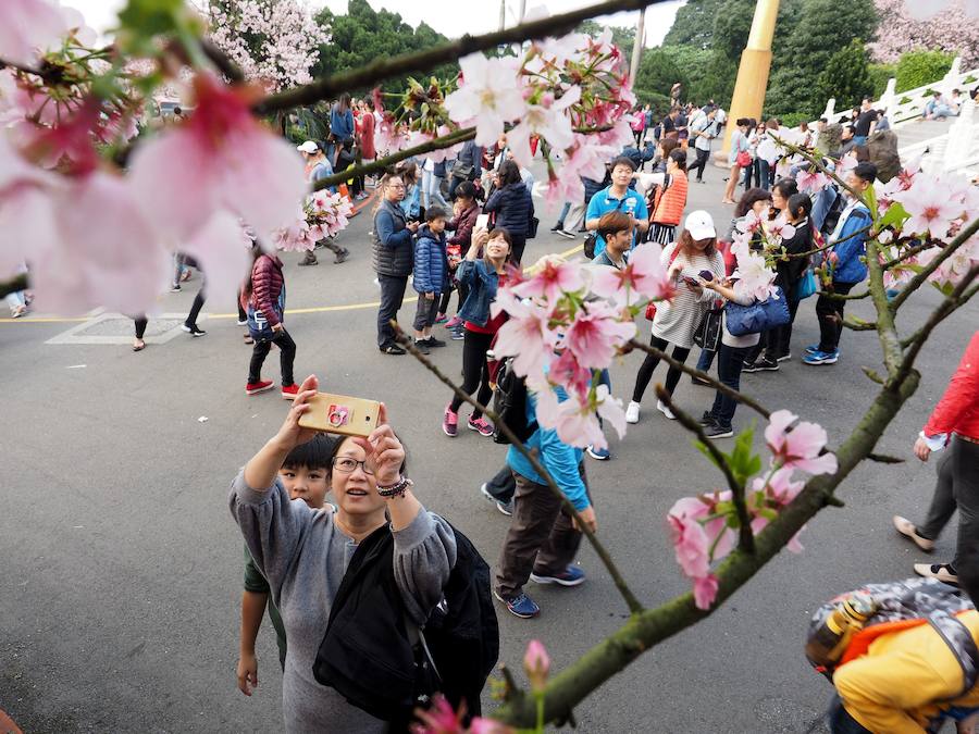 La primavera ha llevado a Tokio y Taiwan con los cerezos en flor, que originan bellas estampas.. 